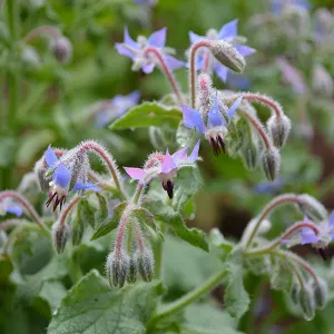 Borage Seeds (Borago officinalis)