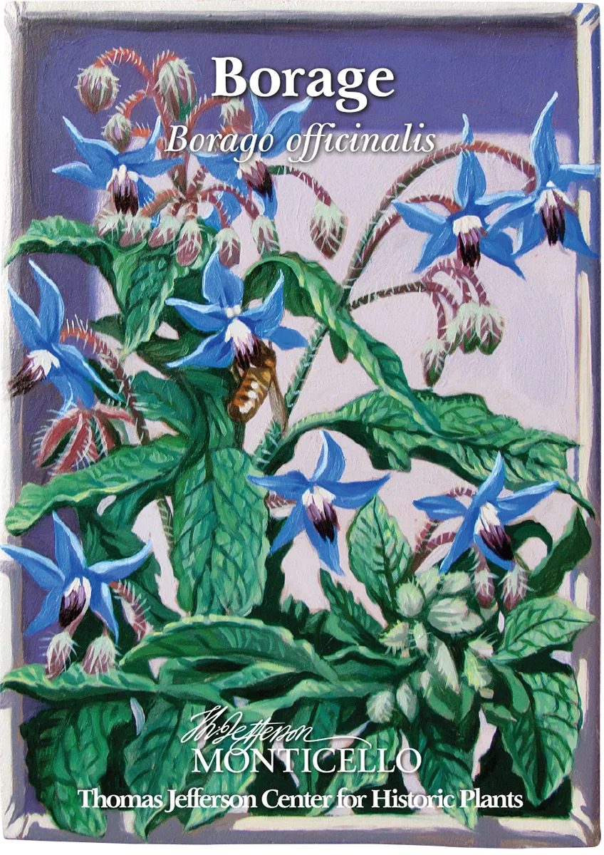 Borage Seeds (Borago officinalis)