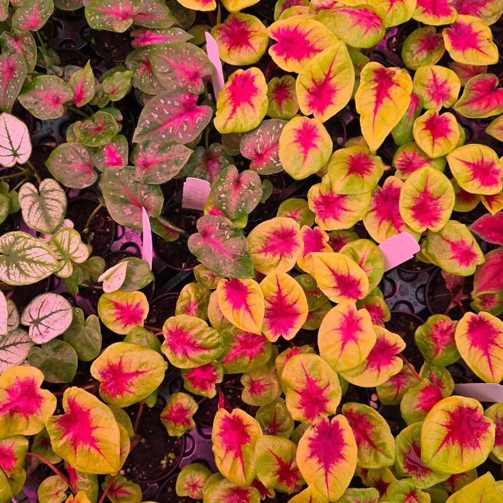 Caladium assorted - 2"