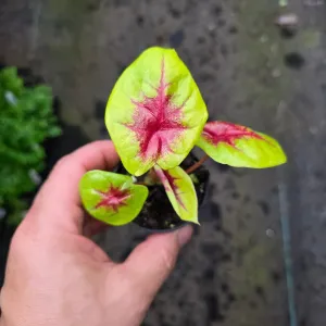 Caladium assorted - 2"