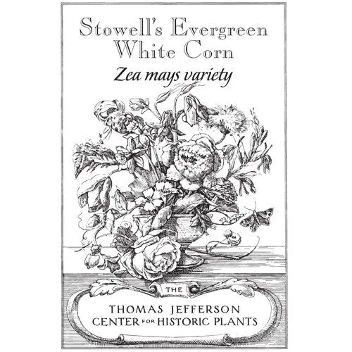 Stowell's Evergreen White Corn Seeds (Zea mays variety)