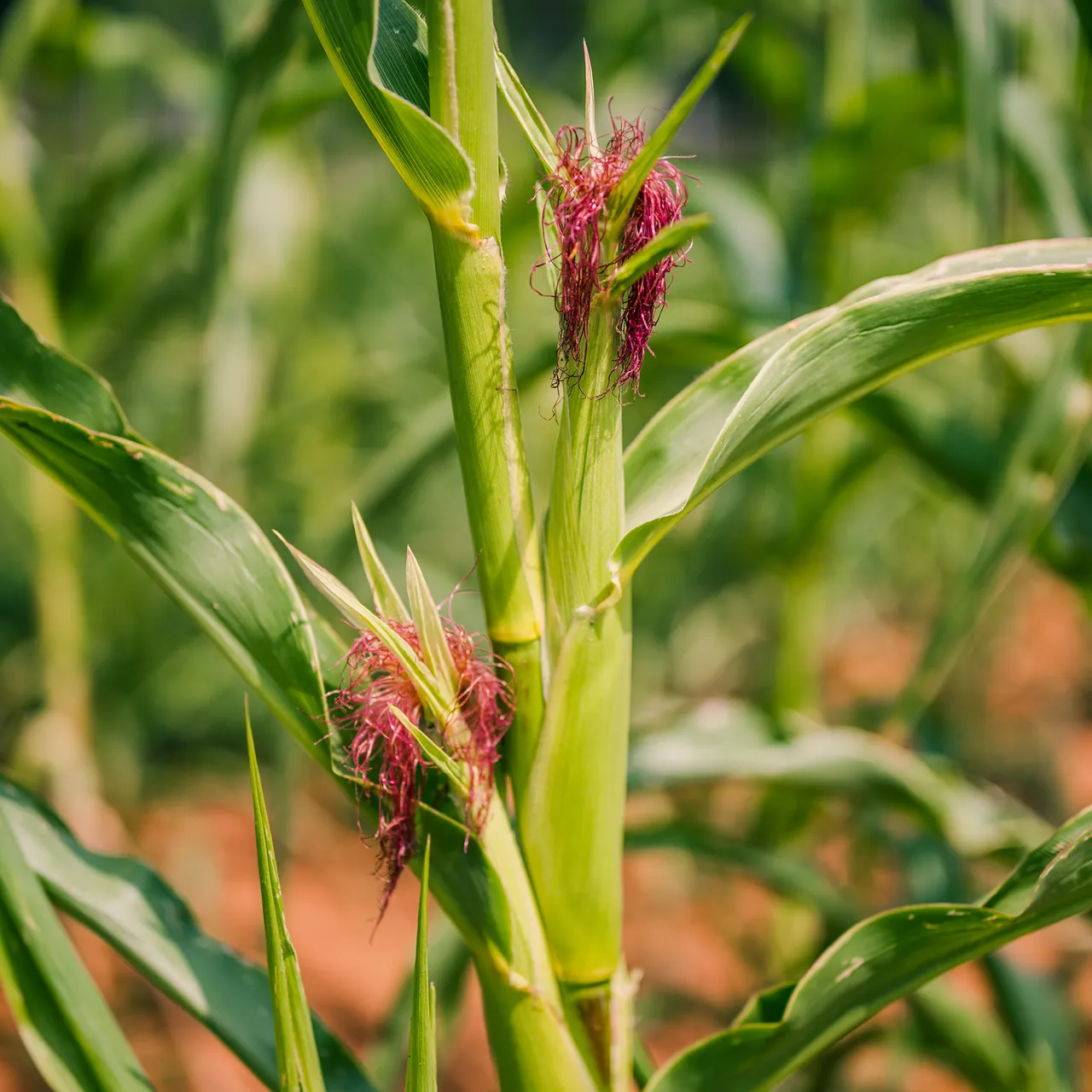Stowell's Evergreen White Corn Seeds (Zea mays variety)